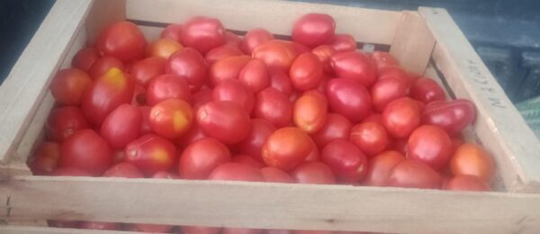 Tomate perita pinto Agroecológico "Donato Sanchez" x caja 15 kg