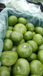 Zapallitos del tronco "Donato Sánchez" x kg