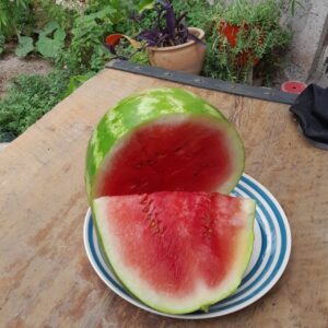 Sandía agroecológica  x unidad (4kg aprox.) "flia Solorzano"