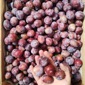 Ciruela D'agen x kg "Ruth Valero"