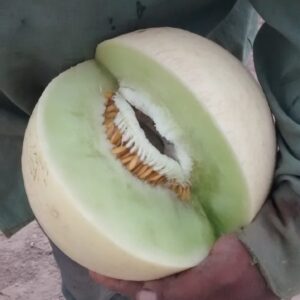 Melon Rocio de miel "flia Solorzano" x unidad