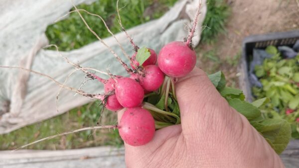 Rabanito "Divina Naturaleza"  x 300g