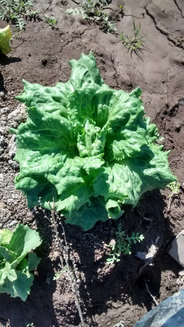 Lechuga x caja 5 kg "familia Zolorzano"