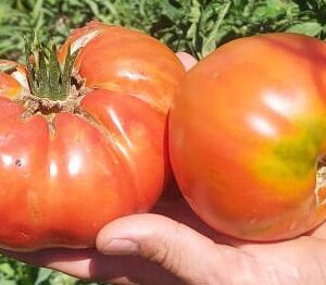 Tomate criollo "Divina Naturaleza" x kg