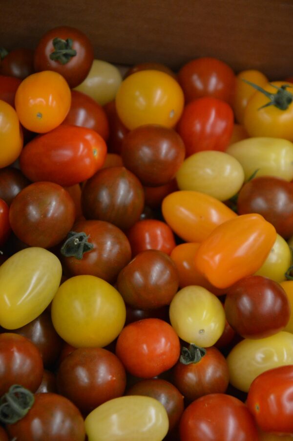 Tomate Cherry mix colores Agroecologico x 250g " flia Garcia"