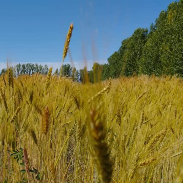 Harina Agroecológica Integral de trigo Mendocino "Finca Pagliafora" x kg - Imagen 2