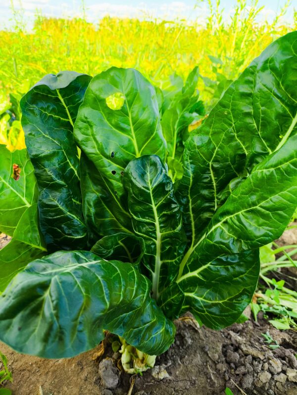 Acelga Agroecológica x caja 5 kg "flia Villalobos"