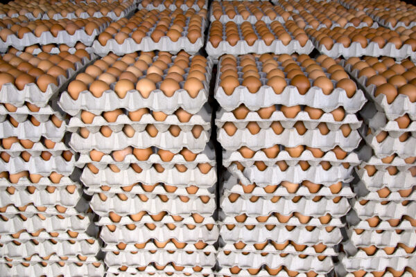 Huevos Orgánicos x maple 30 u. "finca el Milagro"