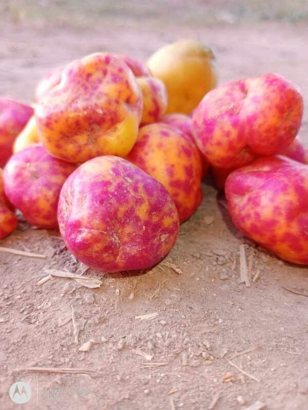 Papa lisa agroecológica x 5 kg "coop Colanzuleña"
