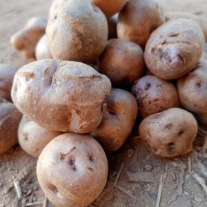 Papa andina agroecológica x 5 kg "coop Colanzuleña"
