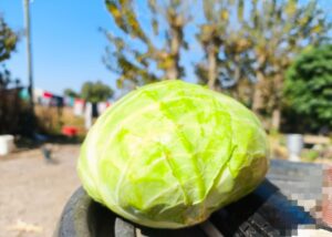 Repollo  blanco Agroecológico "Donato Sánchez"  x kg