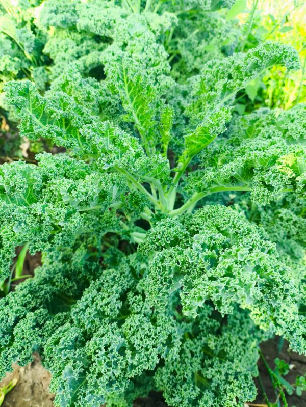 Kale Agroecológico "Flia Villalobos" x 500gr