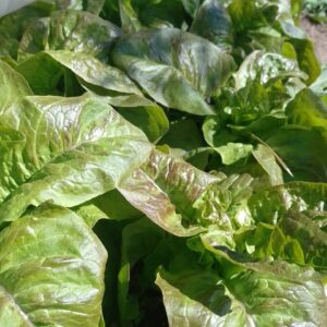 Lechuga Morada Agroecologica "Finca Llantén" x 500gr