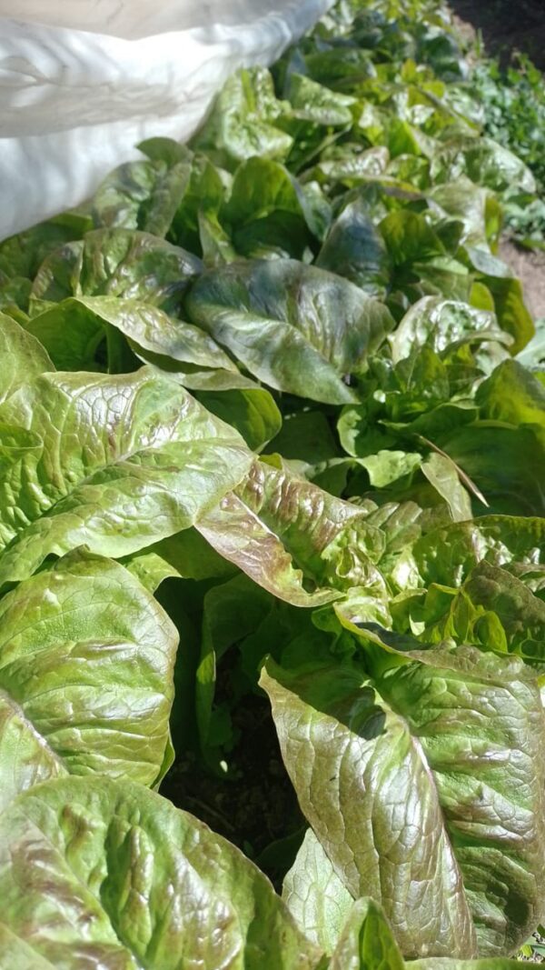 Lechuga Morada Agroecologica "Finca Llantén" x 500gr