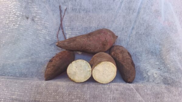 Camote Agroecologico "Oniitas" x kg