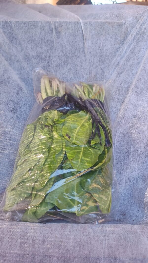 Acelga Baby "Don Arturo" x 300 gr