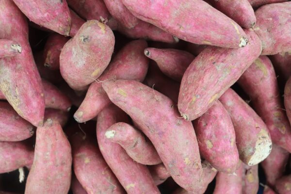 Camote Agroecologico "Onitas" x 8 kg