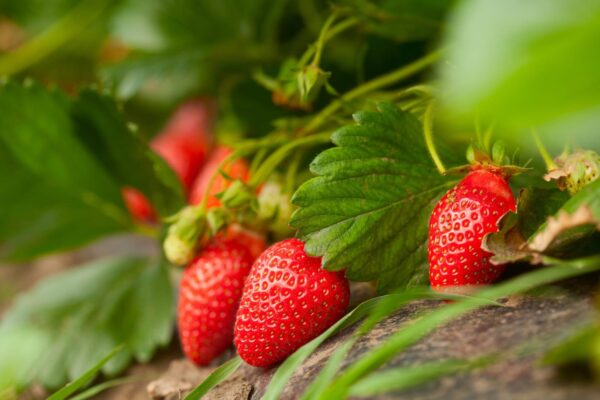 Frutilla Agroecológica "flia Olea" x 250 gr
