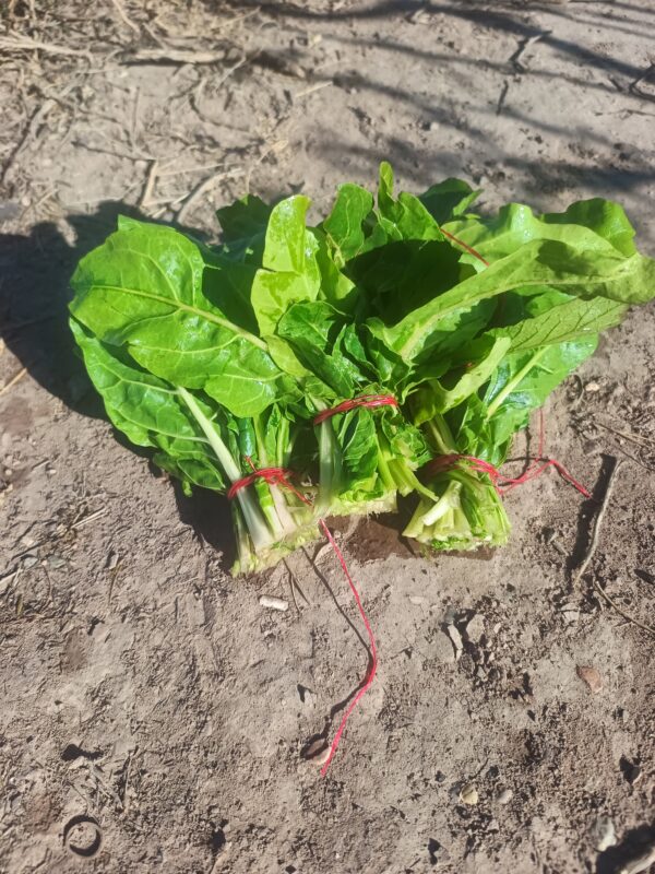 Acelga Baby "Don Arturo" x 300 gr