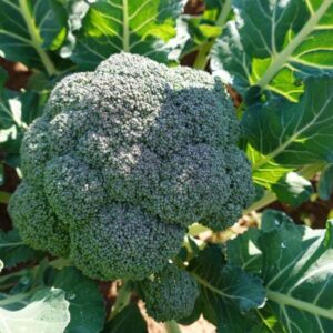 Brócoli orgánico "Iceberg" x unidad 600 g aprox