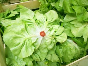 Lechuga "flia Zolorzano" x kg