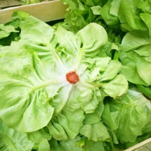 Caja de Lechuga "Familia Villalobos" x 5 kg