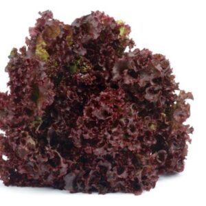 Lollo Rosso "Finca Llantén" x 300gr
