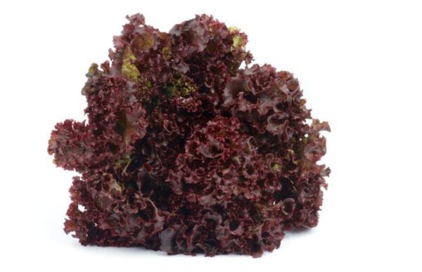 Lollo Rosso "Finca Llantén" x 300gr