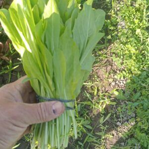 Achicoria "Divina Naturaleza" x 250g