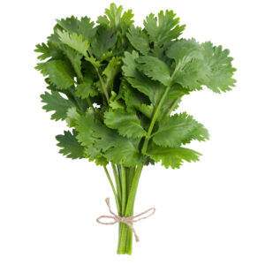 Cilantro x 50 g "Anthesis"