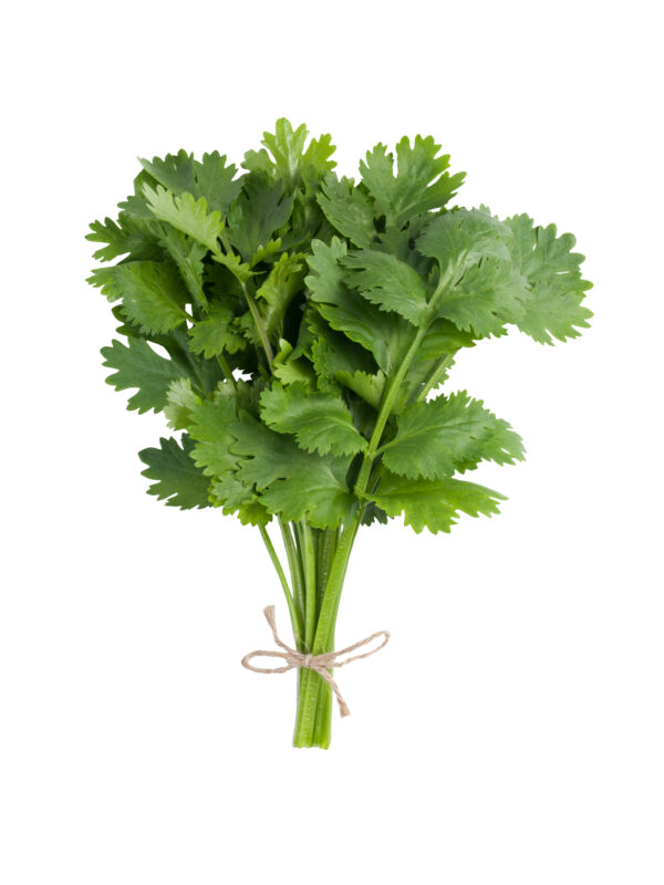 Cilantro x 50 g "Anthesis"