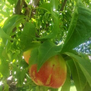 Durazno Pelón Blanco "Hernán Robles" x 10 kg
