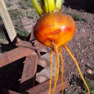 Remolacha Amarilla "Anthesis" x 250g