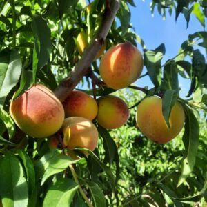 Durazno agroecológico x kg *Estela Bonilla* "-"