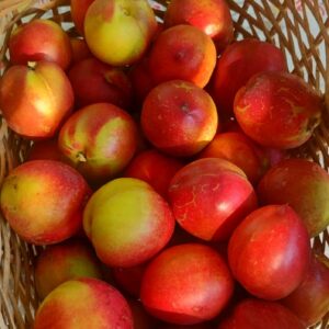 Durazno Nectarine "Ruth Valero" x kg