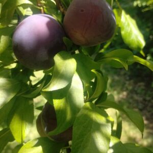 Ciruelas Agroecologicas "Hernan Robles" x kg