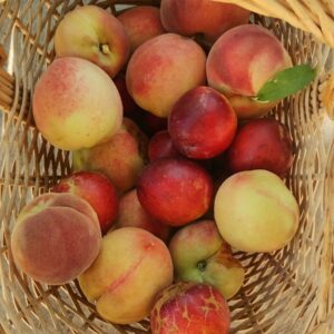 Mix Durazno "Ruth Valero" x 10 kg