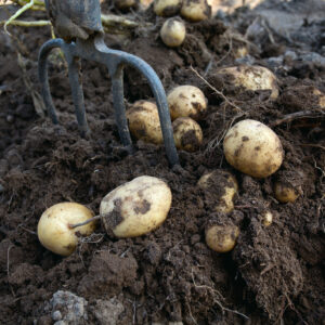 Papa Agroecológica "finca Don Arturo" x kg