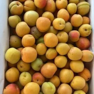 Damasco "flia Immerso" x 5 kg