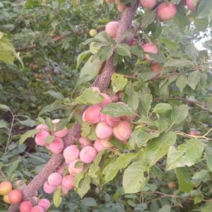 Ciruela "Divina Naturaleza" x kg