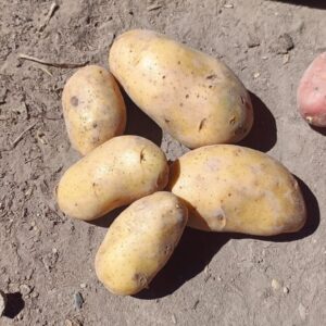 Bolsa de papa Agroecológica x 15 kg "flia Zolorzano"