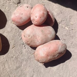 Papa roja agroecológica x kg "flia Zolorzano"