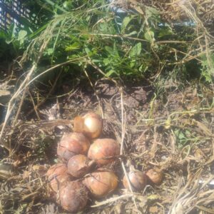 Bolsa de cebolla Agroecológica x 15 kg "flia Zolorzano"