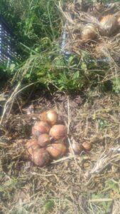 Cebolla agroecológica x kg "flia Zolorzano"