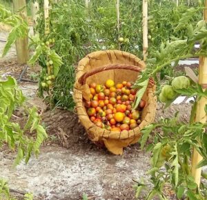Tomate Cherry "Anthesis"  x kg