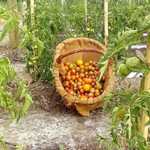 Tomate Cherry x 500g