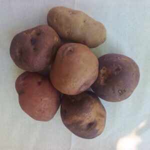 Papa andina Agroecologica "Quipu" x 500g