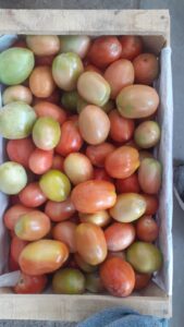 Tomate perita "Donato Sánchez" x kg