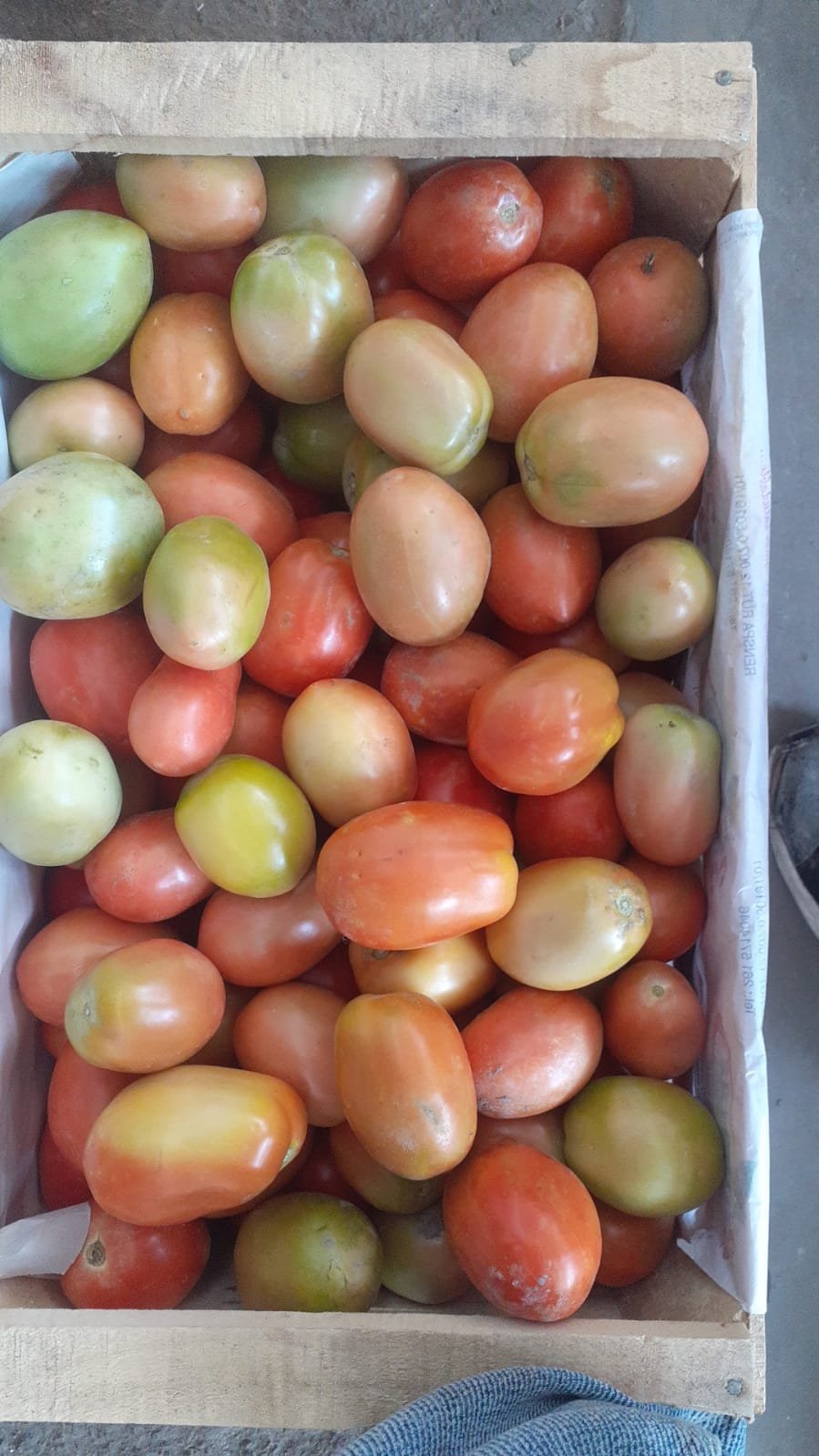 Tomate perita "Donato Sánchez" x kg