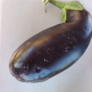 Berenjena agroecológica x kg "flia Zolorzano"